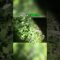 [ID: 0_xBxXQjJiE] Youtube Automatic