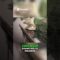 [ID: aN9TqAYvY_w] Youtube Automatic