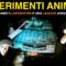 [ID: BpOw6_Fz35U] Youtube Automatic