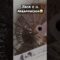 [ID: ivtLiYBJcvc] Youtube Automatic